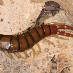 Cormocephalus aurantiipes at Hall, ACT - 28 Aug 2024