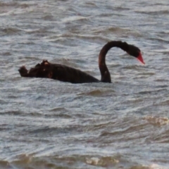 Cygnus atratus (Black Swan) at Budgewoi, NSW - 28 Aug 2024 by lbradley