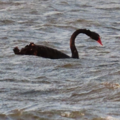 Cygnus atratus (Black Swan) at Budgewoi, NSW - 28 Aug 2024 by lbradley