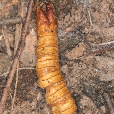 Hepialidae (family) IMMATURES (Unidentified IMMATURE Swift or Ghost Moth) at Hall, ACT - 28 Aug 2024 by kasiaaus