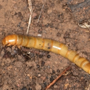 Tenebrionidae (family) at Hall, ACT - 28 Aug 2024