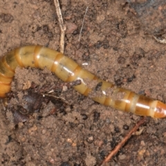 Tenebrionidae (family) at Hall, ACT - 28 Aug 2024