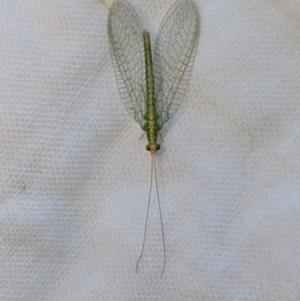 Italochrysa insignis at Wallaroo, NSW - 24 Aug 2024