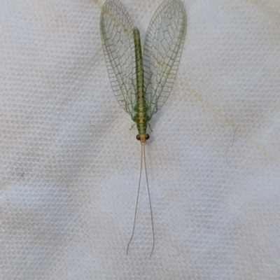 Italochrysa insignis (A Green Lacewing) at Wallaroo, NSW - 24 Aug 2024 by Jek