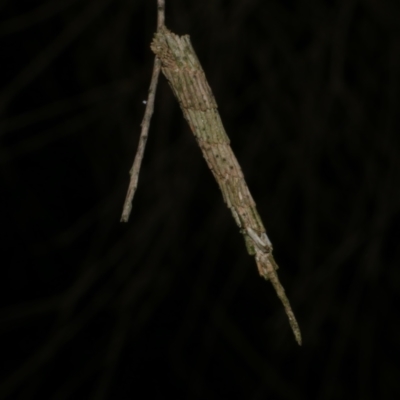 Conoeca or Lepidoscia (genera) IMMATURE (Unidentified Cone Case Moth larva, pupa, or case) at Freshwater Creek, VIC - 31 Jan 2022 by WendyEM