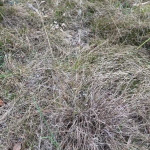 Themeda triandra at Belconnen, ACT - 10 Aug 2024 04:29 PM