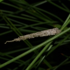 Psychidae (family) IMMATURE at Freshwater Creek, VIC - 31 Jan 2022 by WendyEM