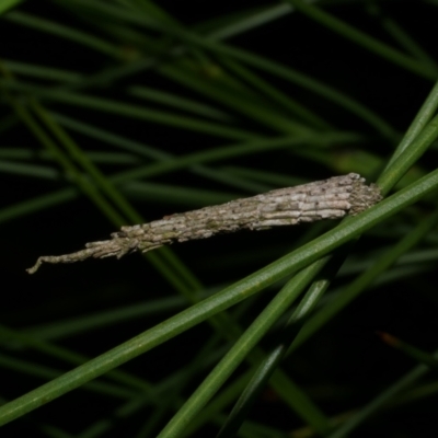 Psychidae (family) IMMATURE at Freshwater Creek, VIC - 31 Jan 2022 by WendyEM