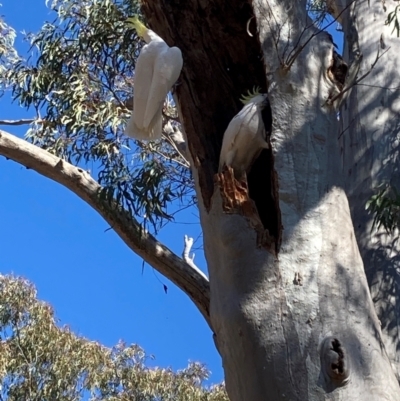 Cacatua galerita (Sulphur-crested Cockatoo) at Acton, ACT - 11 Aug 2024 by JohnGiacon