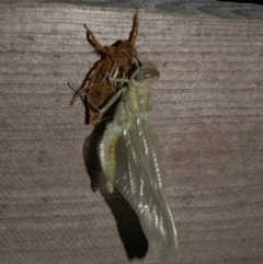 Anisoptera (suborder) at Freshwater Creek, VIC - 31 Jan 2022 by WendyEM