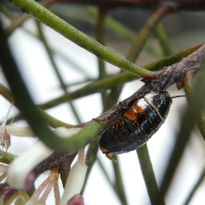 Ellipsidion australe (Austral Ellipsidion cockroach) at Belconnen, ACT - 28 Aug 2024 by JohnGiacon