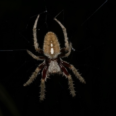 Hortophora transmarina at Freshwater Creek, VIC - 31 Jan 2022 by WendyEM