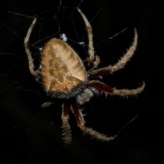 Hortophora transmarina at Freshwater Creek, VIC - 31 Jan 2022 by WendyEM