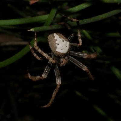 Hortophora transmarina at Freshwater Creek, VIC - 31 Jan 2022 by WendyEM