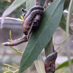 Pergidae sp. (family) (Unidentified Sawfly) at Acton, ACT - 28 Aug 2024 by HelenCross