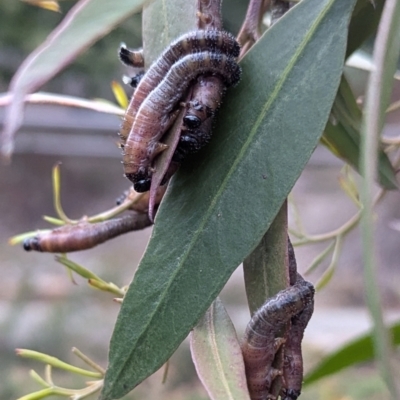 Pergidae sp. (family) (Unidentified Sawfly) at Acton, ACT - 28 Aug 2024 by HelenCross