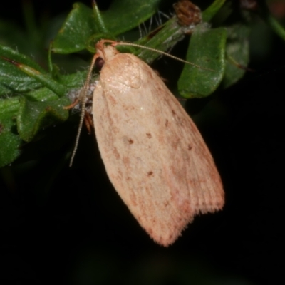 Garrha repandula (a Concealer Moth) at Freshwater Creek, VIC - 31 Jan 2022 by WendyEM