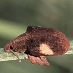 Gonipterus pulverulentus (Eucalyptus weevil) at Acton, ACT - 27 Aug 2024 by HelenCross