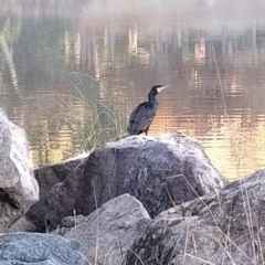 Phalacrocorax carbo (Great Cormorant) at Fadden, ACT - 23 Aug 2024 by KumikoCallaway