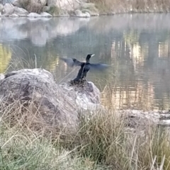 Phalacrocorax carbo at Fadden, ACT - 23 Aug 2024 07:08 AM