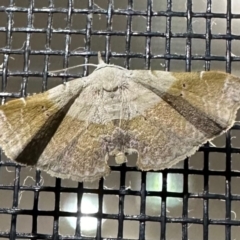 Esthlodora variabilis at South West Rocks, NSW - 24 Aug 2024 by Pirom