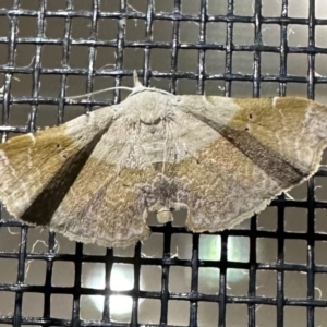 Esthlodora variabilis at South West Rocks, NSW - 24 Aug 2024