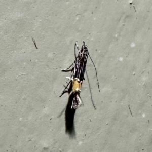 Cosmopterix macrula at Arakoon, NSW - suppressed