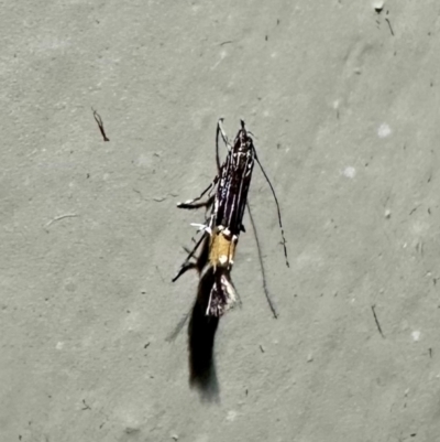 Cosmopterix macrula (Gold-saddled Cosmopterix) at Arakoon, NSW - 22 Aug 2024 by Pirom