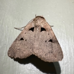 Avatha discolor (Dimorphic Statusmoth) at Arakoon, NSW - 21 Aug 2024 by Pirom