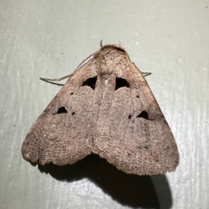 Avatha discolor at Arakoon, NSW - 21 Aug 2024 07:12 PM