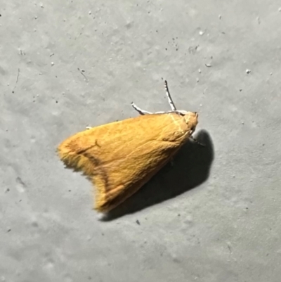 Aeolothapsa malacella (A Concealer moth) at Arakoon, NSW - 25 Aug 2024 by Pirom