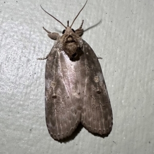 Ochthophora sericina at Arakoon, NSW - 21 Aug 2024