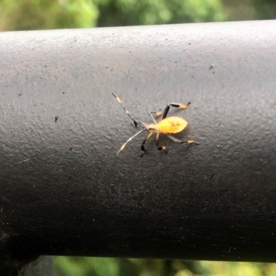 Coreidae (family) (Coreid plant bug) at Tamborine Mountain, QLD - 26 Dec 2021 by KMcCue