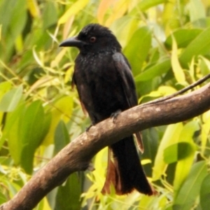 Dicrurus bracteatus at Tamborine Mountain, QLD - 26 Dec 2021 05:28 PM