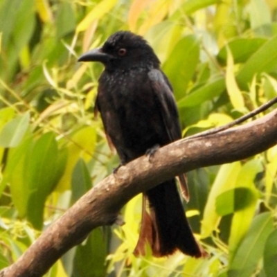 Dicrurus bracteatus (Spangled Drongo) at Tamborine Mountain, QLD - 26 Dec 2021 by KMcCue