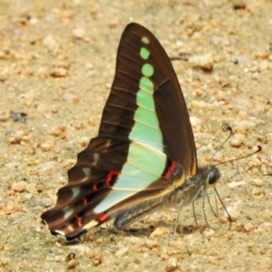 Graphium choredon at Boondall, QLD - 27 Dec 2021 11:53 AM