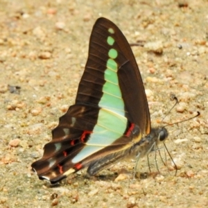 Graphium choredon at Boondall, QLD - 27 Dec 2021