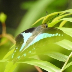 Graphium choredon at Boondall, QLD - 27 Dec 2021 11:53 AM