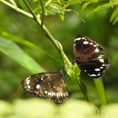 Euploea corinna at Port of Brisbane, QLD - 27 Dec 2021 by KMcCue