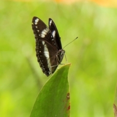 Euploea corinna at Port of Brisbane, QLD - 27 Dec 2021 11:20 AM