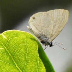 Pieris rapae at Boondall, QLD - 26 Dec 2021 by KMcCue