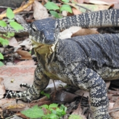 Varanus varius (Lace Monitor) at Tamborine Mountain, QLD - 26 Dec 2021 by KMcCue