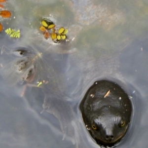 Chelodina longicollis at Boondall, QLD - 27 Dec 2021 12:20 PM