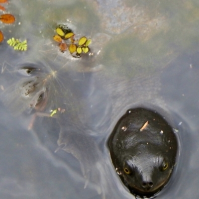 Chelodina longicollis (Eastern Long-necked Turtle) at Boondall, QLD - 27 Dec 2021 by KMcCue