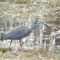 Egretta novaehollandiae (White-faced Heron) at Fyshwick, ACT - 28 Aug 2024 by MatthewFrawley