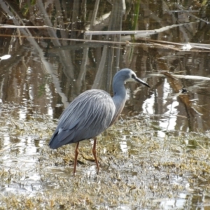 Egretta novaehollandiae at Fyshwick, ACT - 28 Aug 2024 03:17 PM