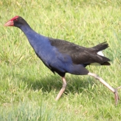 Porphyrio melanotus (Australasian Swamphen) at Fyshwick, ACT - 28 Aug 2024 by MatthewFrawley