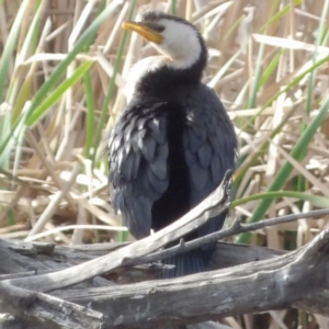 Microcarbo melanoleucos at Fyshwick, ACT - 28 Aug 2024