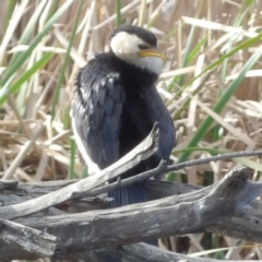 Microcarbo melanoleucos at Fyshwick, ACT - 28 Aug 2024