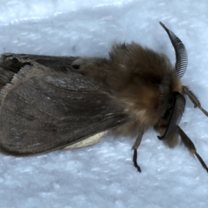 Lomera (genus) at Rosedale, NSW - 27 Aug 2024